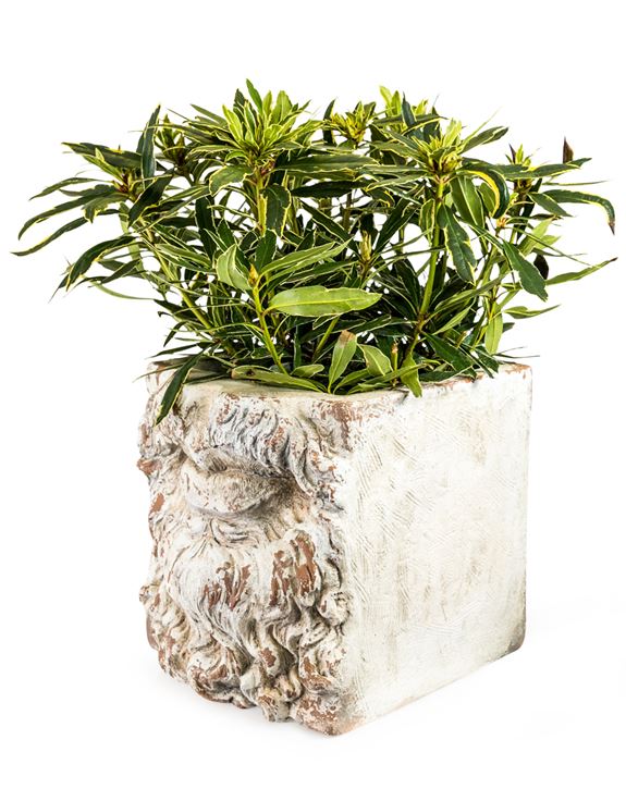 Rustic White Stone Effect Classical Mouth Planter 38 x 36 x  36 cm