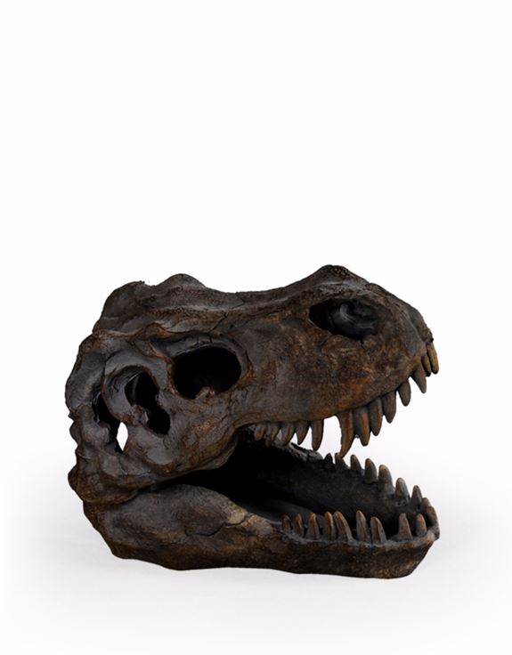 T-Rex Dinosaur Skull Table Shelf Decoration  16 x 12 x 20 cm