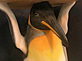 Side / Bedside Table Penguin Holding A Trunk Slice 52 cm High